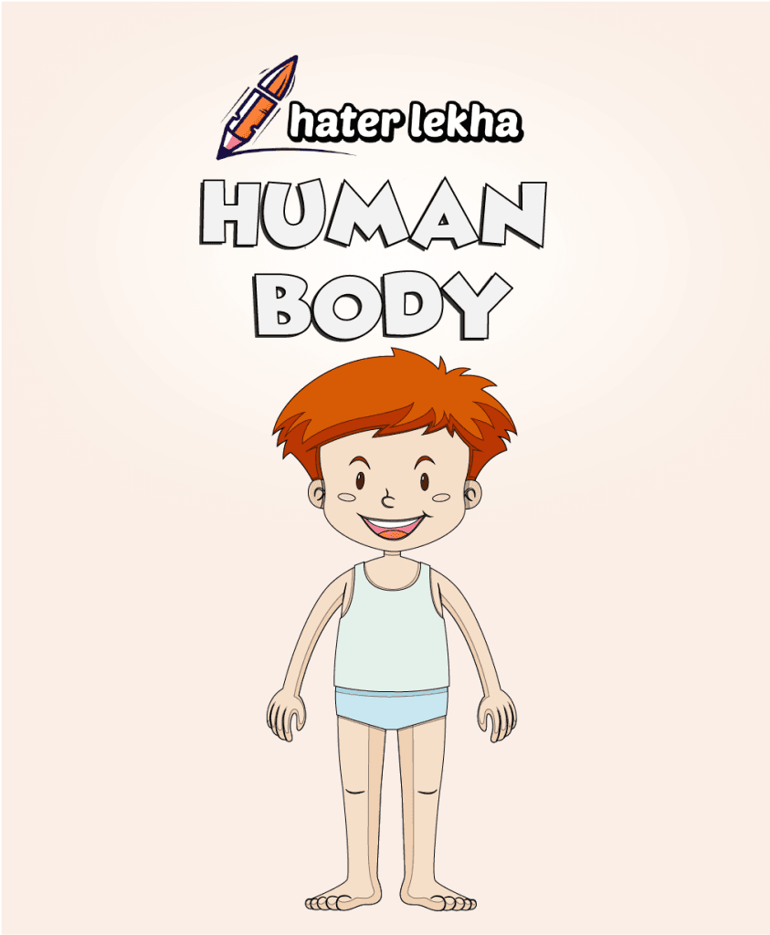 8. human body